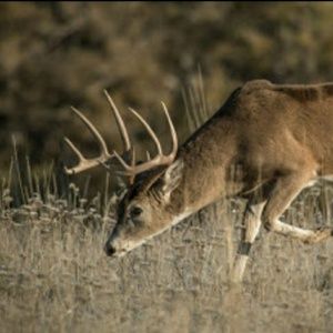 Meet your Posher, Harrold